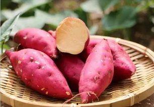 牛角瓜和红薯能一起吃吗,探讨能否同食的健康之谜  第3张