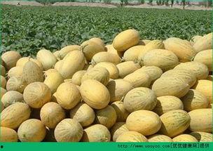 吃鸡蛋多久可吃哈密瓜,探索健康搭配的最佳食用时间