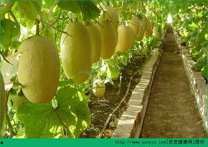 吃鸡蛋多久可吃哈密瓜,探索健康搭配的最佳食用时间  第2张