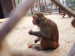 猴子上树吃瓜图片大全,猴子上树吃瓜瞬间捕捉  第2张