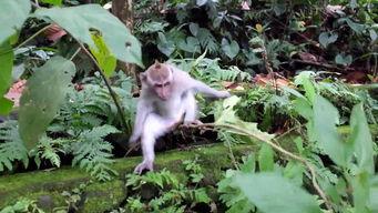 猴子上树吃瓜图片大全,猴子上树吃瓜瞬间捕捉  第3张