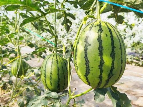 吃不断的瓜,吃不断的瓜，揭秘娱乐圈风云变幻  第1张