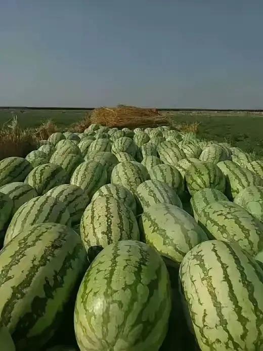 吃不断的瓜,吃不断的瓜，揭秘娱乐圈风云变幻  第2张