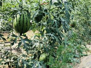 吃瓜的北北,揭秘娱乐圈幕后故事