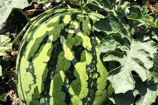 吃瓜的北北,揭秘娱乐圈幕后故事  第3张