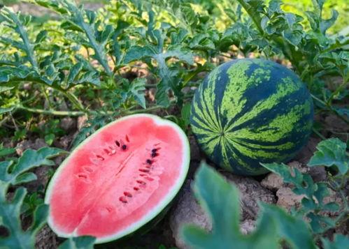 武陟吃瓜录屏  第3张