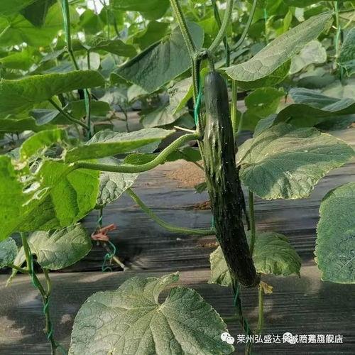莱州吃瓜最近事件  第3张