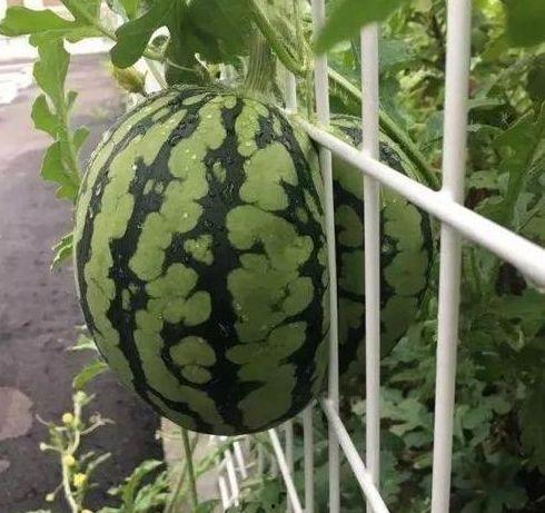 砍头装盆吃瓜,揭秘砍头装盆吃瓜的惊悚往事  第2张