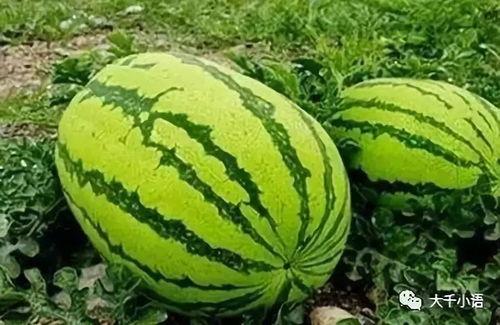 萝北萝北吃瓜,揭秘当地特色美食背后的故事  第3张