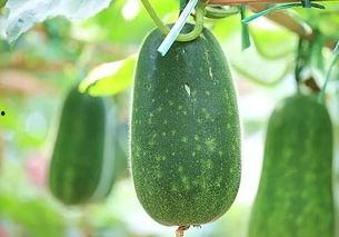 夏日必吃瓜文章
