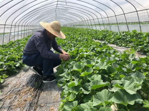 吃瓜群众的小时候图片,那些年我们一起“吃瓜”的日子  第2张