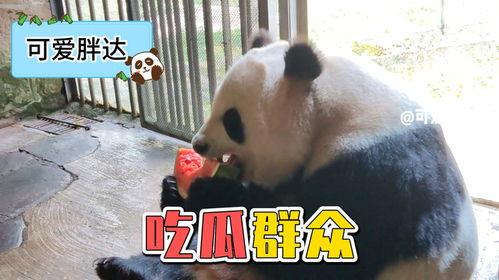 粉色熊猫头吃瓜