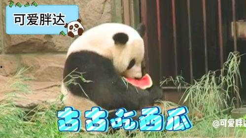 粉色熊猫头吃瓜  第3张