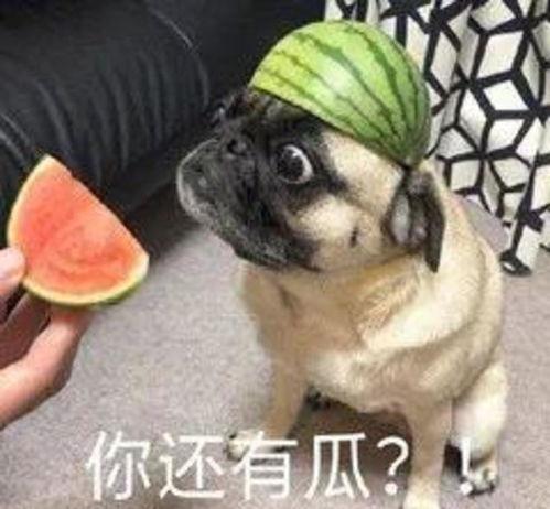 吃瓜骗人,网络谣言背后的真相与反思