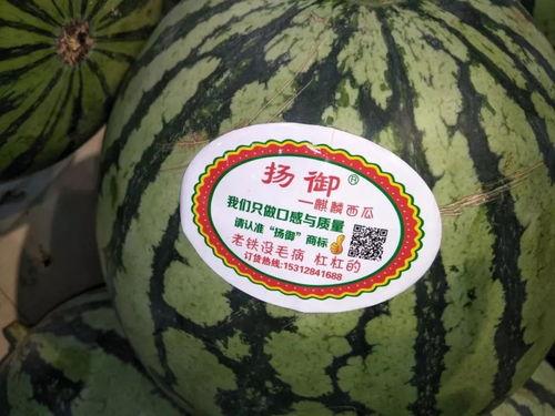 穿越夜吃瓜,夜幕下的瓜田奇遇记  第3张